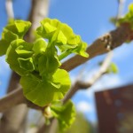 13gingko1 13gingko1