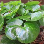 13loveplant1