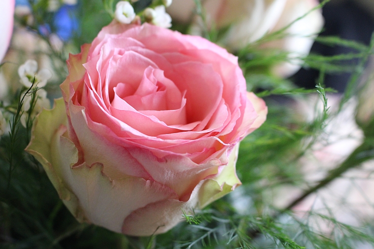 14blushrose2