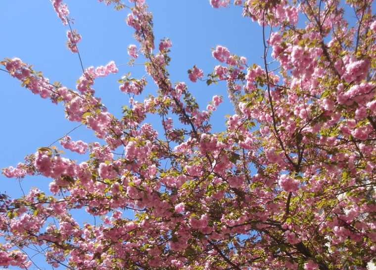 16dcpink002