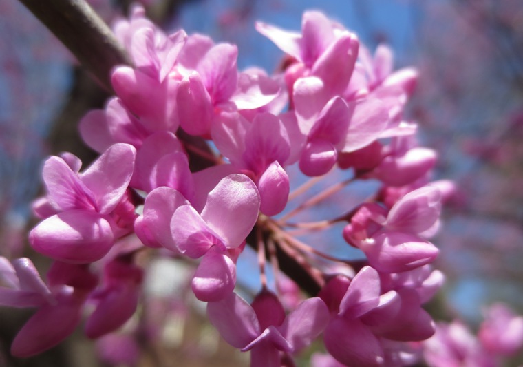 16dcpink003