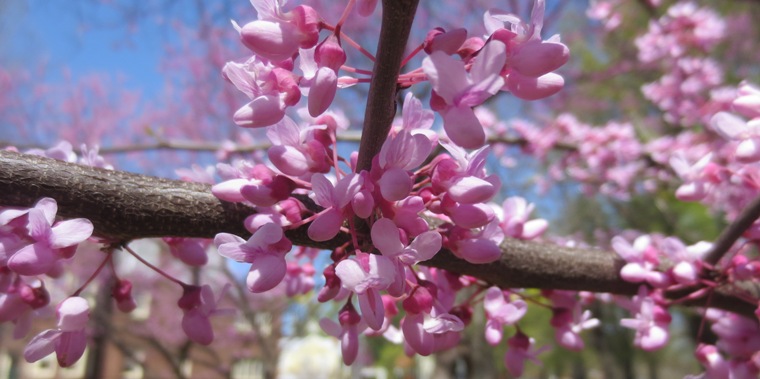 16dcpink004