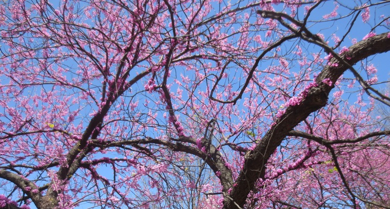 16dcpink007