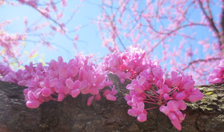 16dcpink008