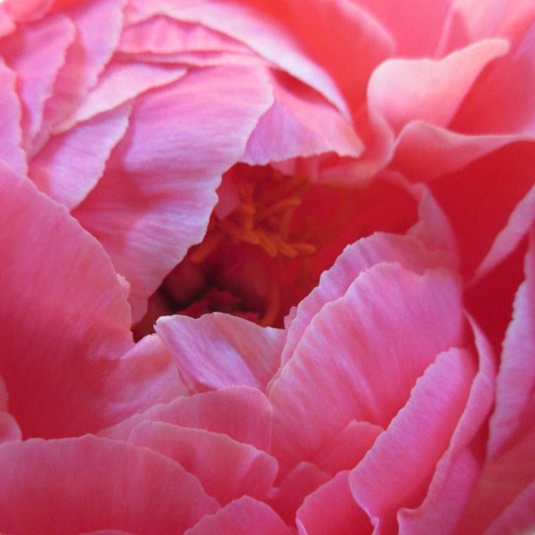 17apeonybloom02