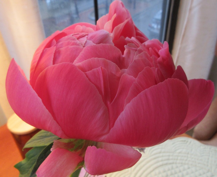 17apeonybloom03