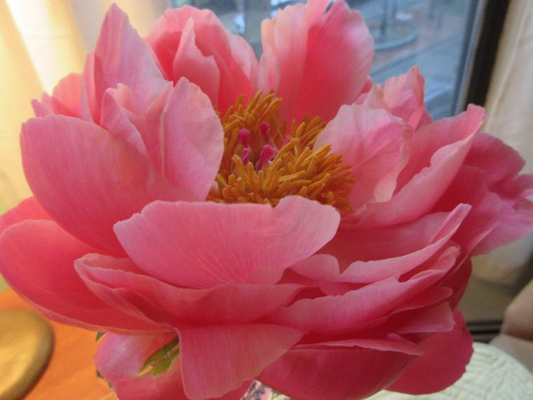 17apeonybloom04