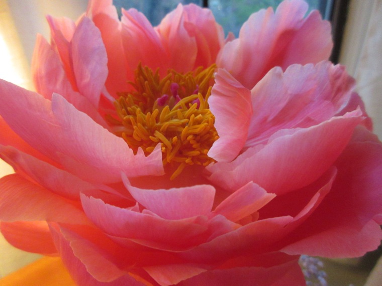17apeonybloom07