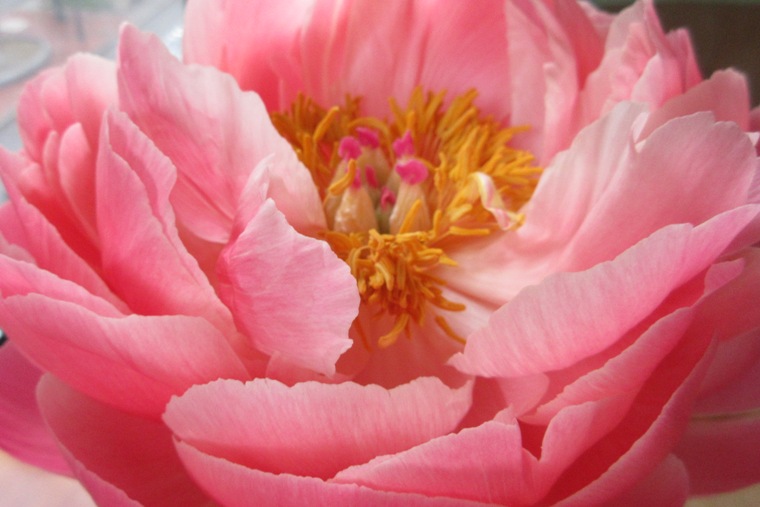 17apeonybloom08