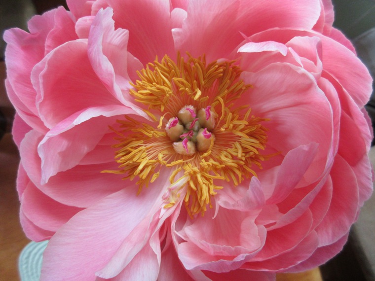 17apeonybloom09