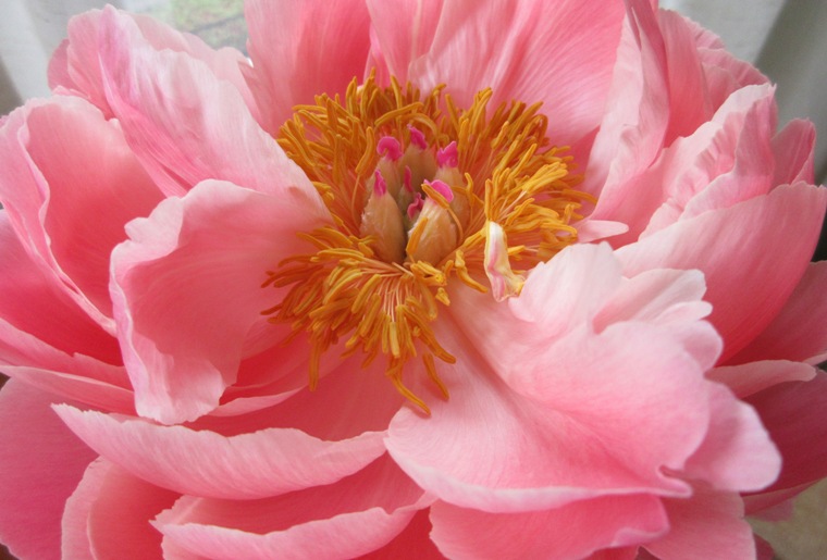 17apeonybloom10