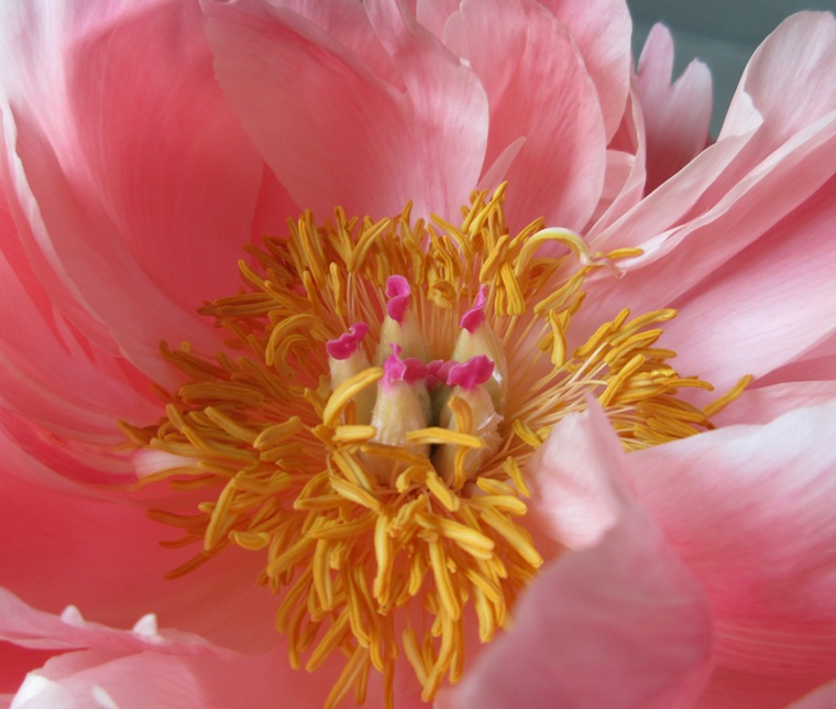 17apeonybloom11