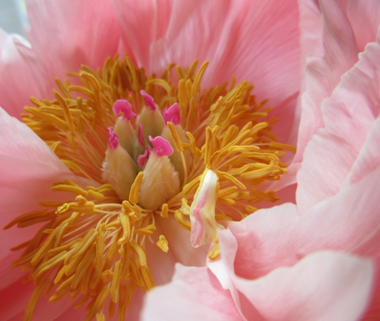17apeonybloom12