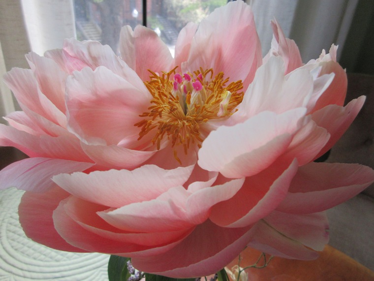 17apeonybloom13