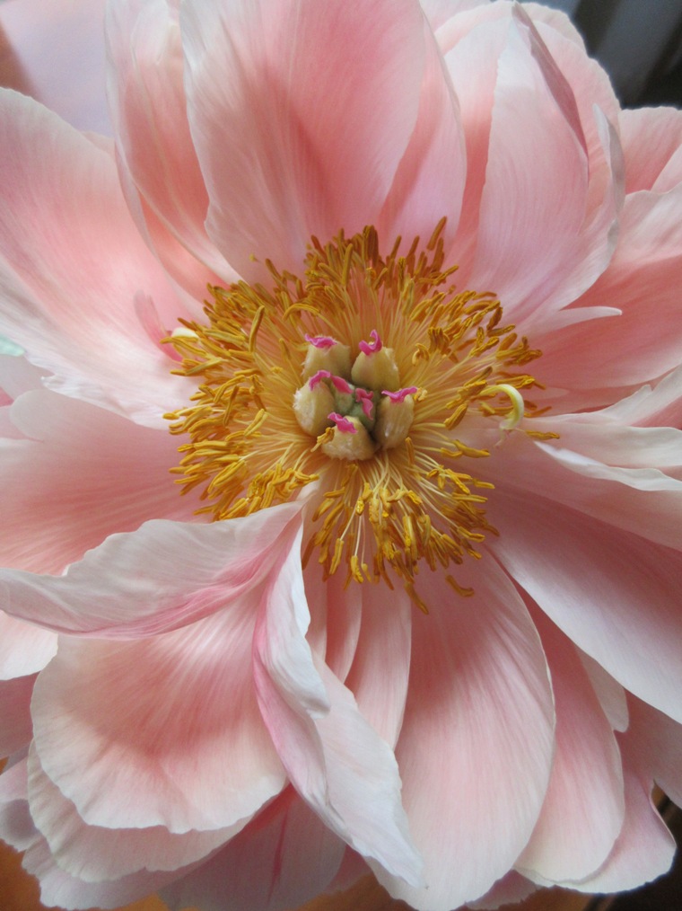 17apeonybloom14