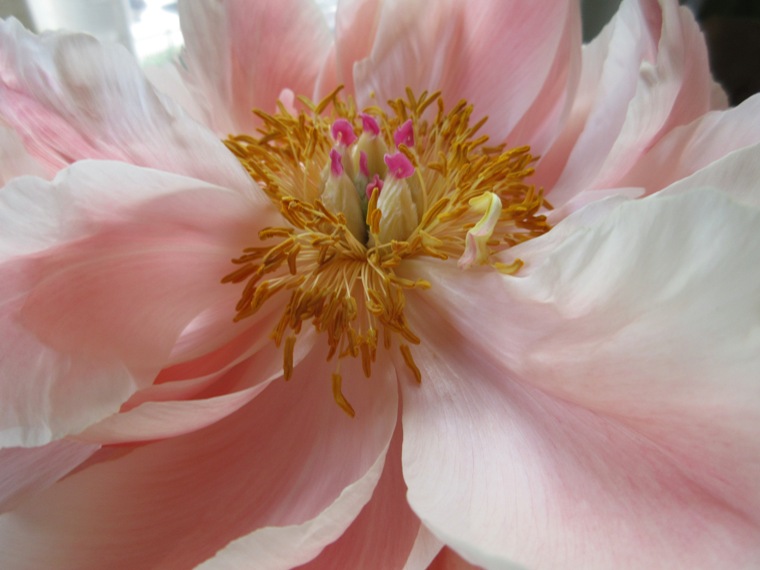 17apeonybloom15